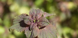 Cách dùng tía tô chữa cảm cúm