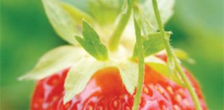 4 loại thực phẩm tích nước, giảm cân cho cơ thể mùa hè - 1