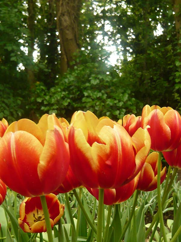 Lạc bước thiên đường hoa Keukenhof, Hà Lan