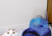 Hướng dẫn kinh nghiệm về nước uống cho chó mèo