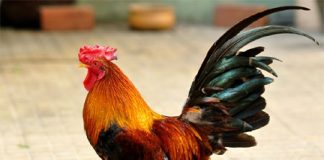 Cách làm gà cúng đẹp cho đêm giao thừa đón Tết