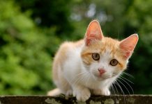 Cách nuôi mèo con giúp tránh những rắc rối khó đỡ