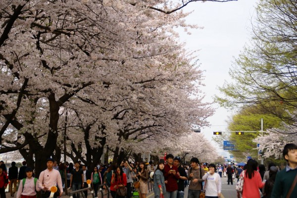 Cẩm nang du lịch Seoul mùa hoa anh đào