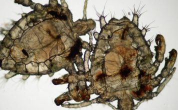 4 loại sinh vật tấn công và gây bệnh vùng kín