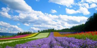 Lac vao rung hoa Hokaido