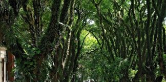 Chiêm ngưỡng con đường cổ tích đẹp ở Brazil