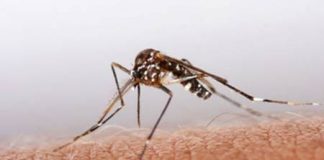 Nguyên nhân khiến muỗi 'thích' cắn bạn nhiều hơn