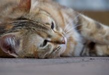 Làm gì khi chú mèo cưng của bạn rụng lông vung vãi khắp nhà?