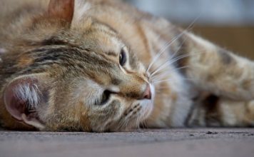 Làm gì khi chú mèo cưng của bạn rụng lông vung vãi khắp nhà?