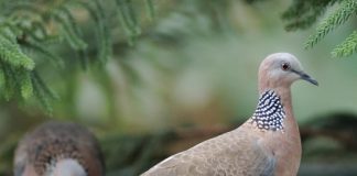 Cách nuôi chim cu gáy chi tiết cho người mới chơi