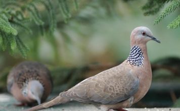 Cách nuôi chim cu gáy chi tiết cho người mới chơi