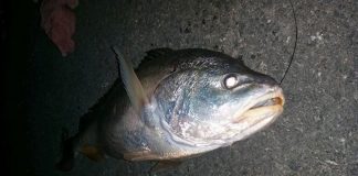 Ngư dân Đồng Nai khẳng định bắt được cá sủ vàng bạc tỷ