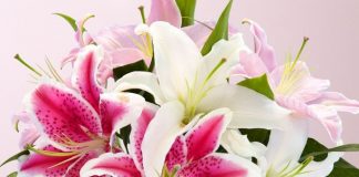 Hướng dẫn cách cắm hoa ly đẹp và sang trọng ngày 8/3 - 1