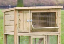 5 mẹo chăm sóc thỏ đơn giản