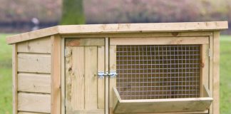 5 mẹo chăm sóc thỏ đơn giản