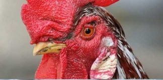 Những món ăn kỳ lạ nhất thế giới