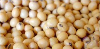 Bí quyết sáng da, eo thon, nảy lửa vòng 1 từ bột đậu