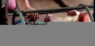 Heo tăng 15kg trong 2h, mỡ bẩn tràn lan Hà Nội