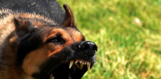 Cách xử lý khi bị chó dại cắn