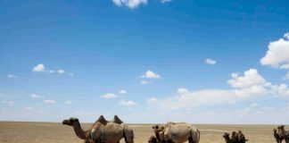 Hành trình đến sa mạc Gobi