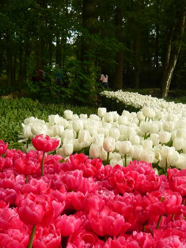 Lạc bước thiên đường hoa Keukenhof, Hà Lan