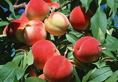 8 loại trái cây có công dụng như mỹ phẩm dưỡng da