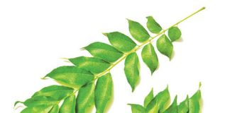 5 loại thảo dược có tác dụng chữa bệnh rất dễ kiếm