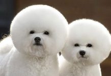 Làm sao để biết chim cảnh bị bệnh Hướng dẫn kinh nghiệm nuôi chó con