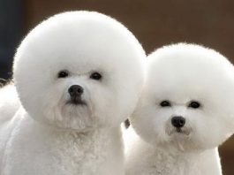 Hướng dẫn kinh nghiệm nuôi chó con