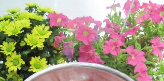 Nấu thịt kho tàu chuẩn hương vị Tết miền Nam