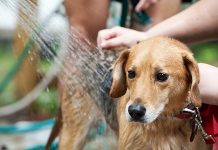 10 điều bạn làm khiến cún cưng ghét cay ghét đắng