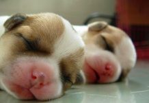 Hướng dẫn bạn cách tẩy giun cho chó cưng