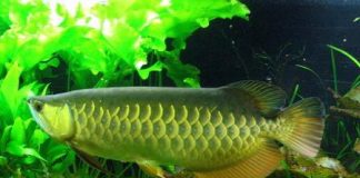 Những "đồ chơi" phong thủy gây "sốt"