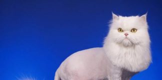 Kinh nghiệm chọn và nuôi mèo cảnh