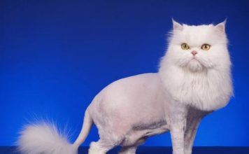 Kinh nghiệm chọn và nuôi mèo cảnh