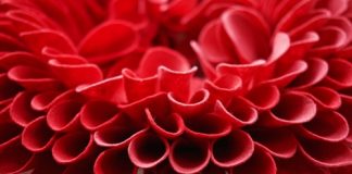 Cách làm vòng hoa trang trí nhà cực đẹp bằng vải dạ 1