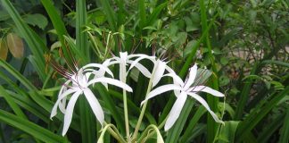 Những loại dược liệu chữa bệnh phụ khoa cực hiệu quả