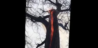 Kinh hãi cây bốc cháy ngùn ngụt từ bên trong thân