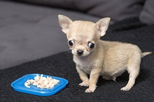 Cách nuôi chó Chihuahua khỏe mạnh từ nhỏ đến lớn