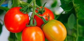 7 thực phẩm giúp tăng sức để kháng