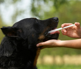 Cách cho chó uống thuốc cực kỳ dễ dàng