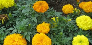 Những loài hoa có tác dụng chữa bệnh - 1