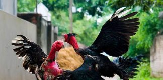 Cách chọn gà chọi hay qua 13 màu lông