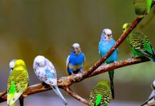 Cách phân biệt chim Yến Phụng trống mái để phối giống chuẩn