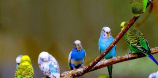 Cách phân biệt chim Yến Phụng trống mái để phối giống chuẩn