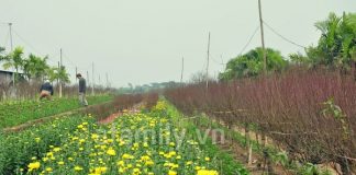 Cuối năm đi ngắm hoa ở Hà Nội