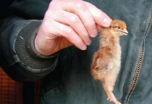 Cách chăm sóc gà chọi con đúng cách, nhanh lớn