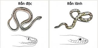 Cách giúp xử trí và sơ cứu hiệu quả khi bị rắn cắn
