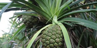 Tác dụng chữa bệnh của quả dứa gai