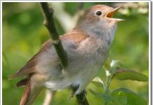 Cách chọn mua chim cảnh